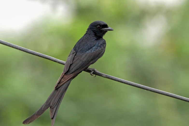 a small black bird sitting on a wire
