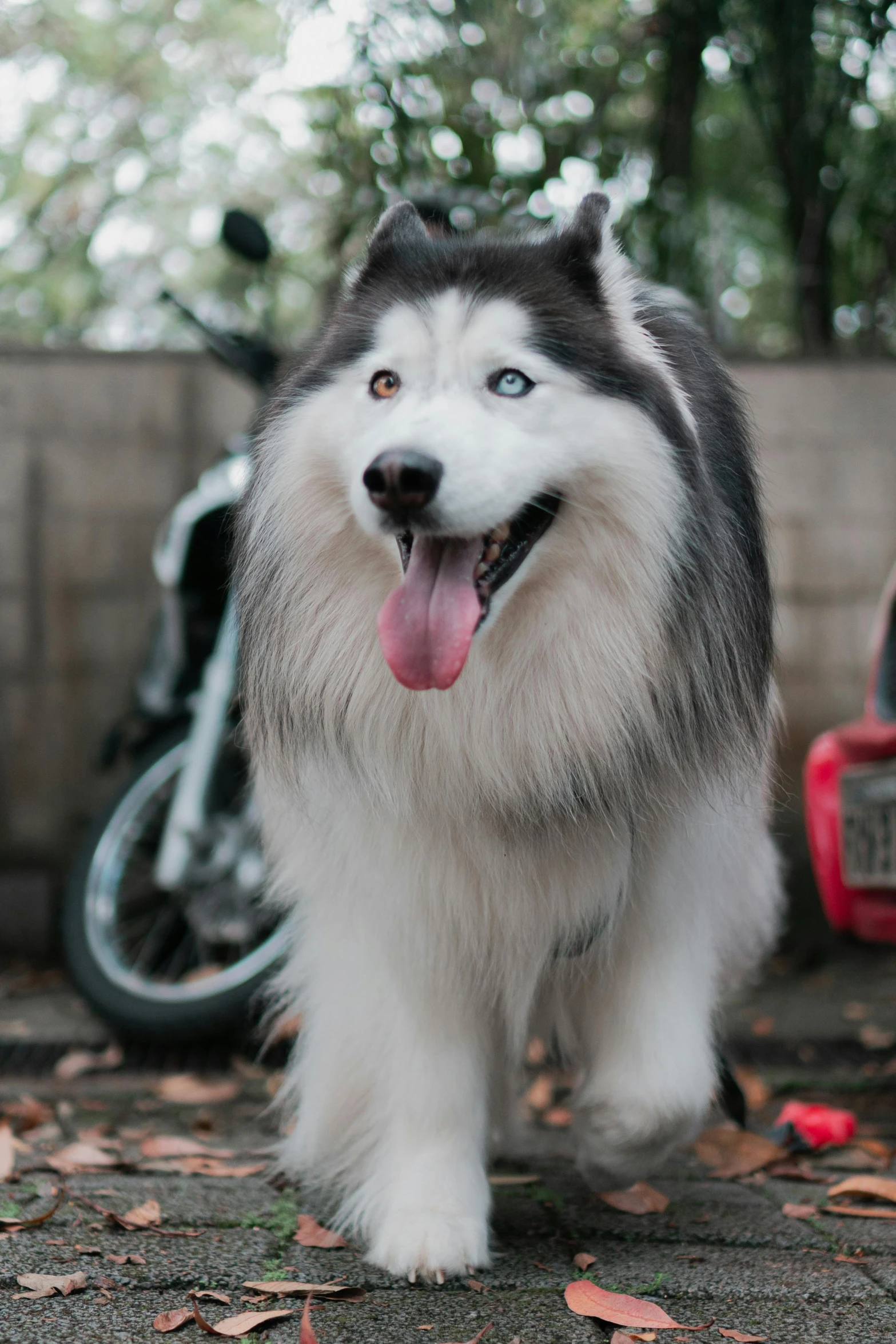 a large husky dog with white paws and his mouth open