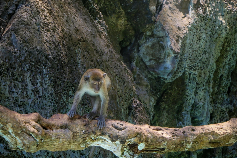 a brown and white monkey on the tree nch