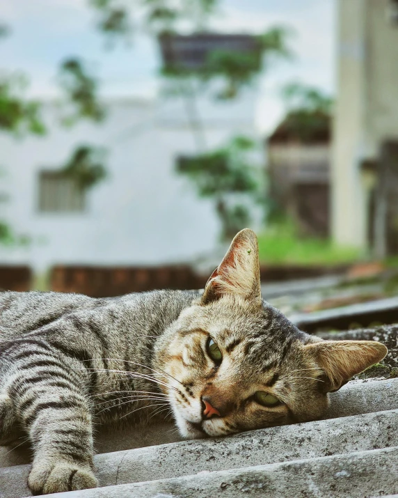 a tabby cat laying down on the top of a roof