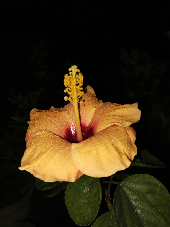 this po shows a large, yellow flower with deep reddish centers