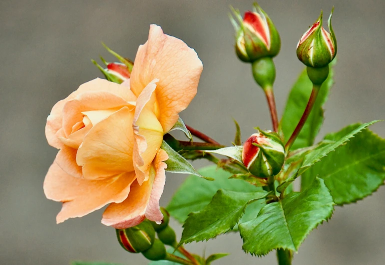 an orange rose with some green leaves on it