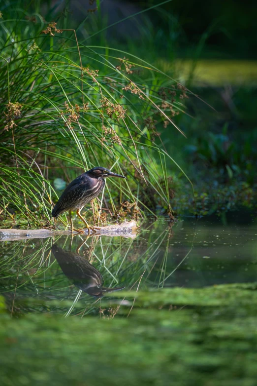 a small bird perched on top of a nch in the water