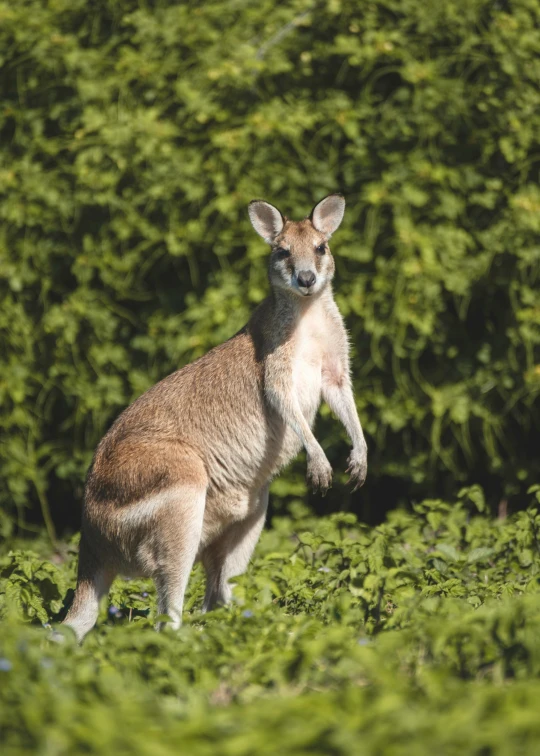 a kangaroo hopping up in a field with lots of foliage