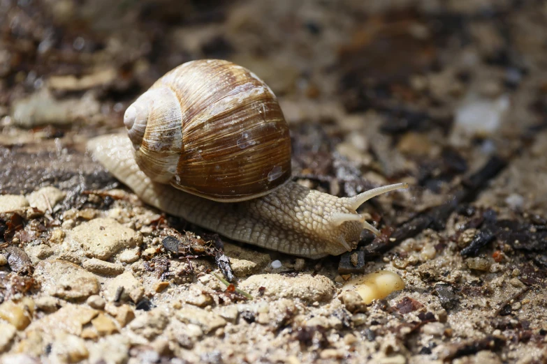 a snail crawls along the ground in a blurry scene