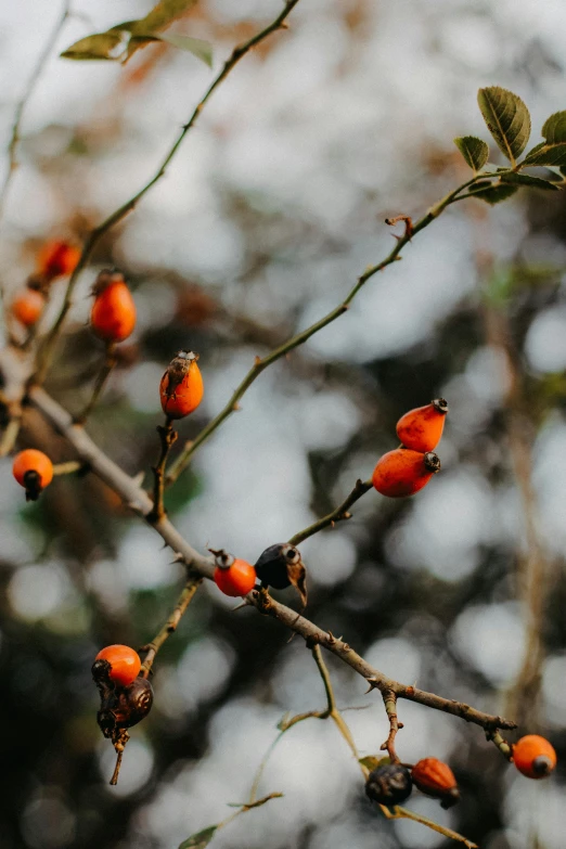 orange fruits hang from a nch in a forest