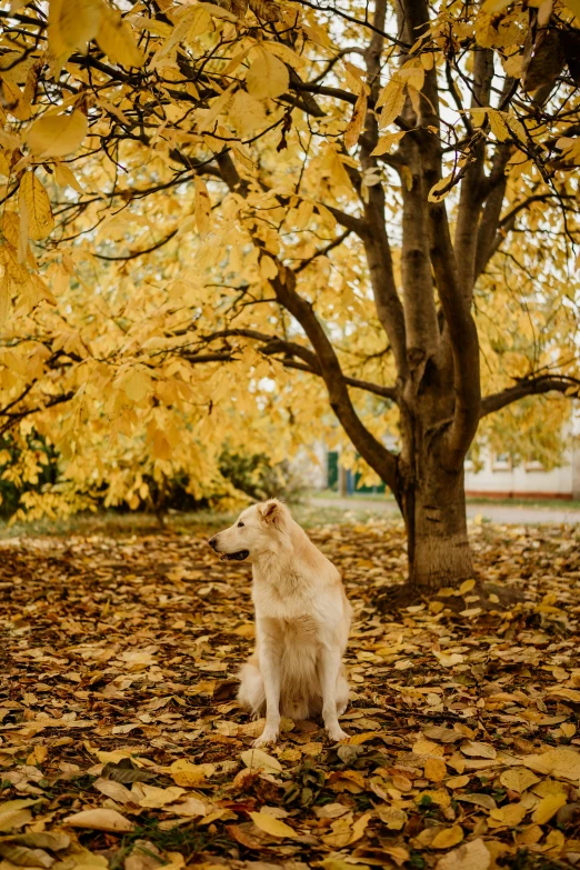 dog standing in leaves on the ground in front of a tree