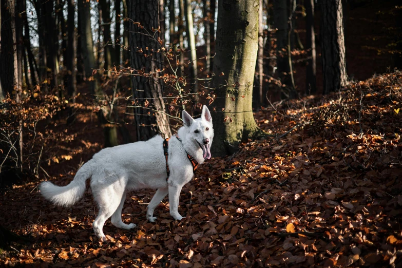 a white dog is standing in a field near the woods