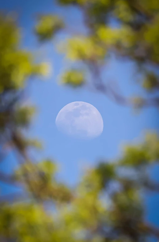 the moon over the treetops is clear and very bright