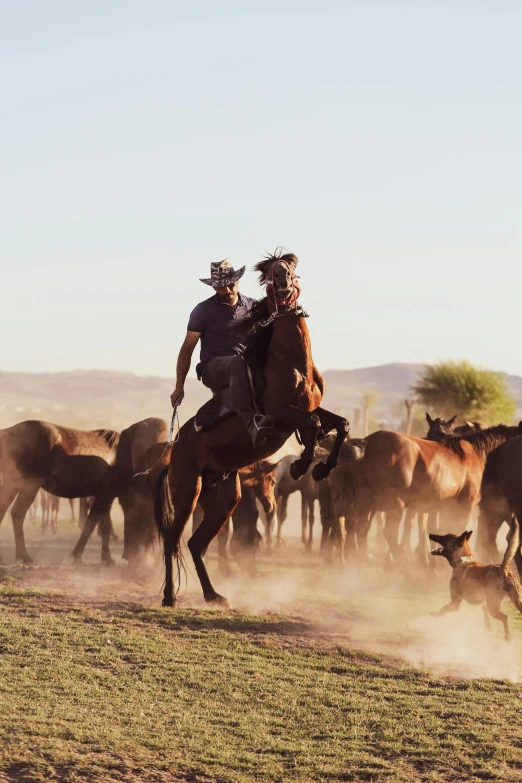 two cowboys riding horses among a herd of cattle