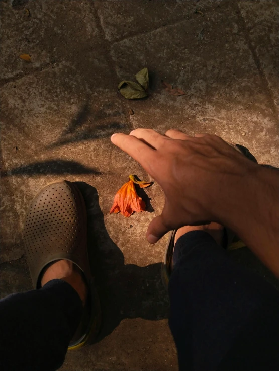 a person holding out their hand to another person who is touching a small flower