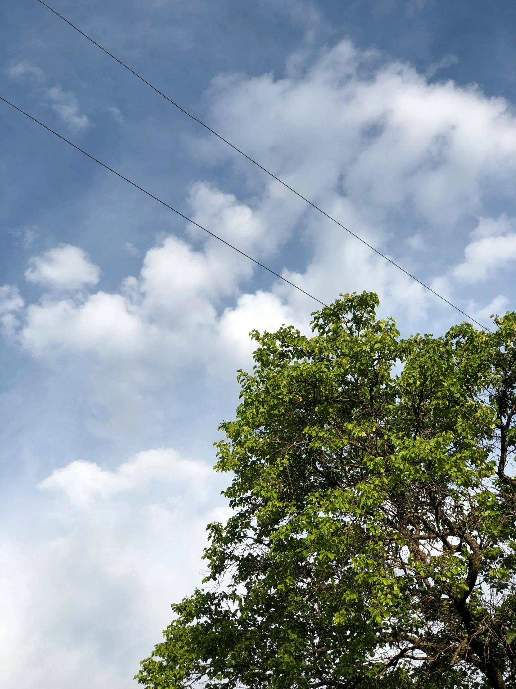 an airplane flying over a tree with a cloudy sky