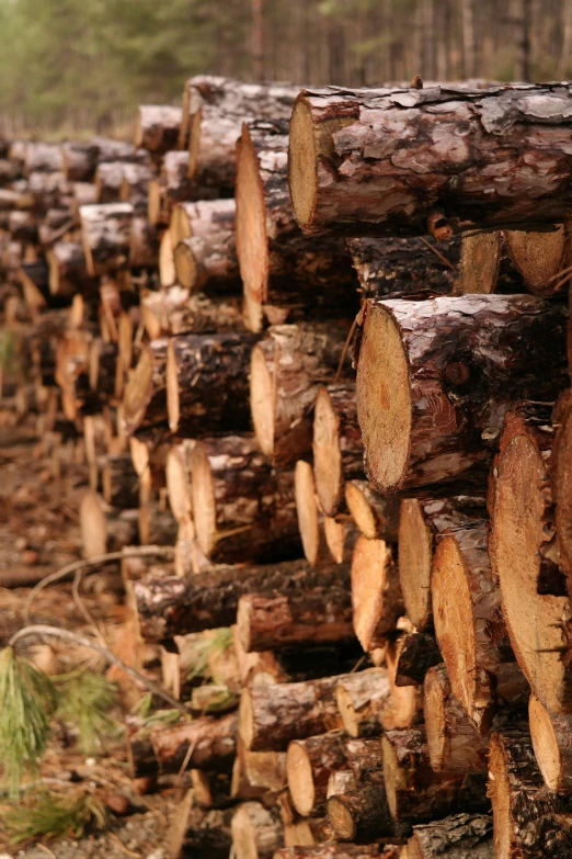 trees that have been cut down are in the forest