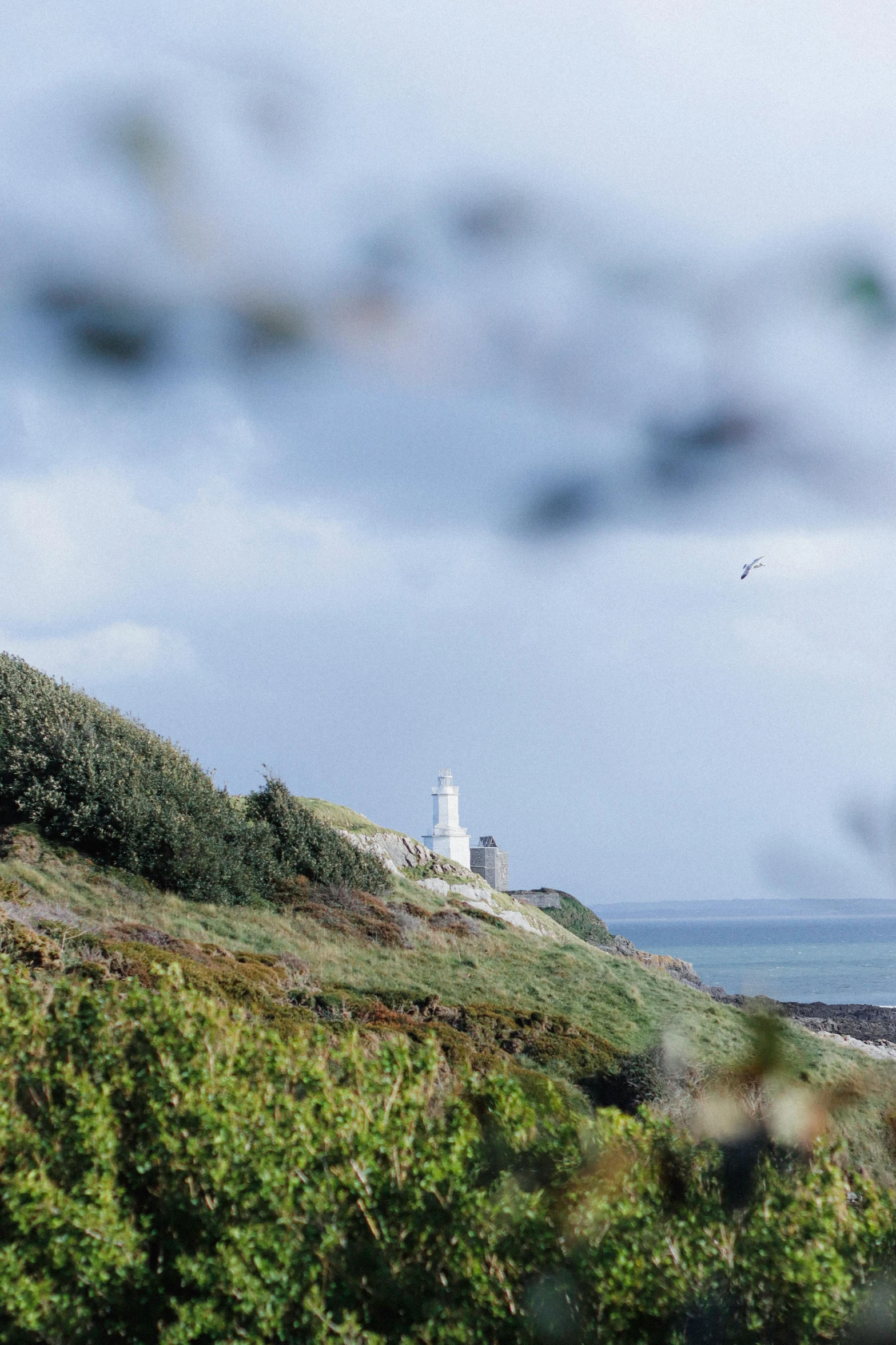 a view of a lighthouse near some bushes