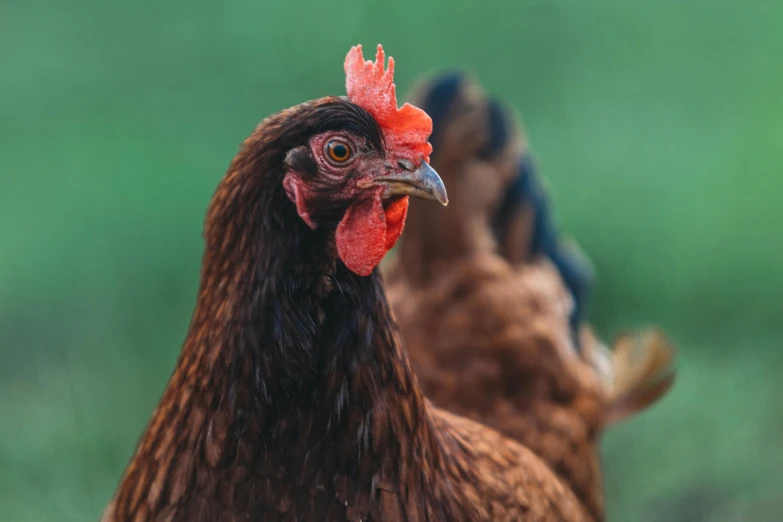 three different chickens are together in the grass