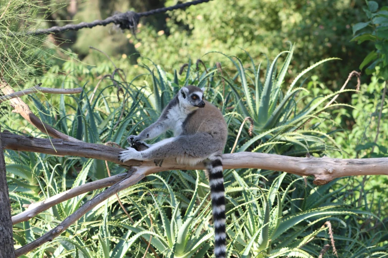 a lemurr climbs up to the top of a tree