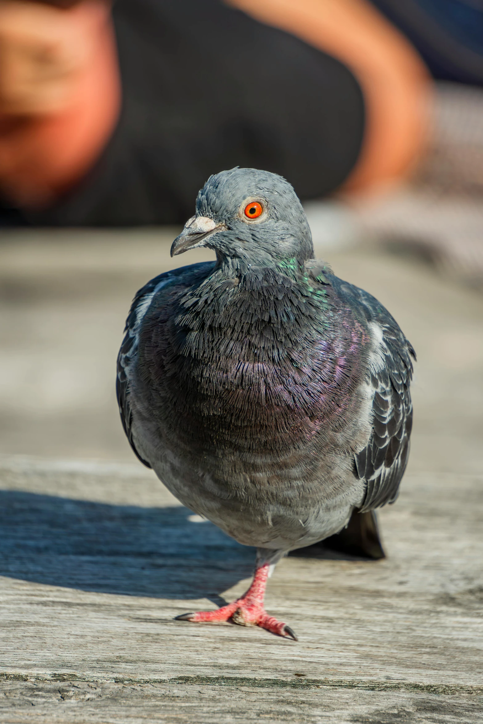 a close up view of a pigeon on the ground