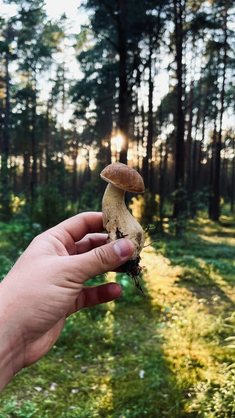 a hand holding a tiny mushroom near grass