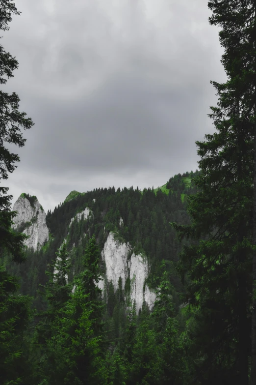 some forest with some white rocks and green trees