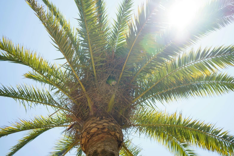 a view of an overhead view of palm trees