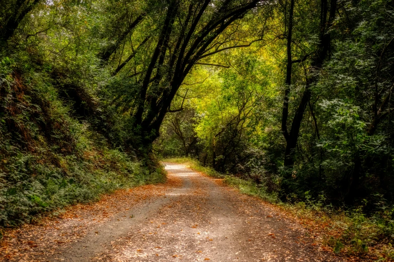 a country road winds through the lush green forests