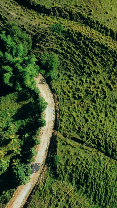 aerial view of a winding road surrounded by rolling vegetation