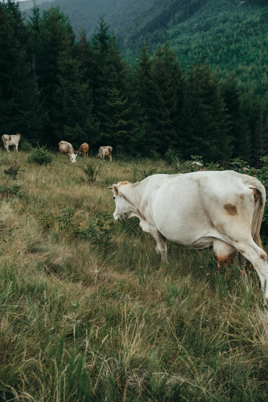 a cow laying down on a grassy field