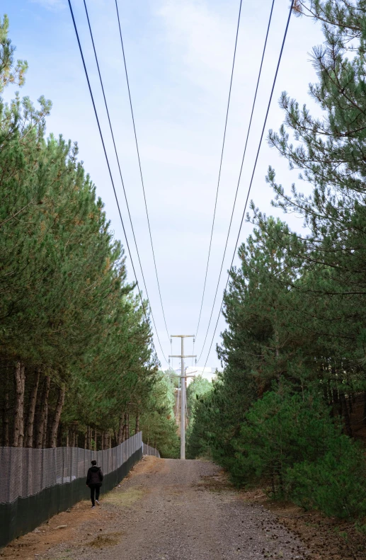 a dog walks on a trail with power lines above it