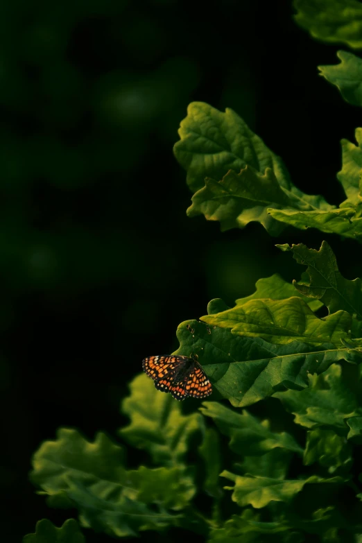 a erfly sitting on top of a green leaf