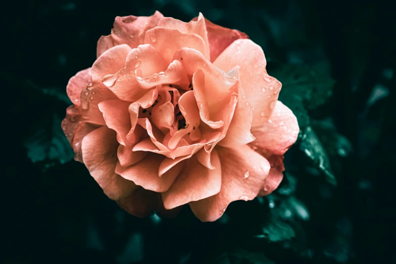 a single peach colored rose with rain drops