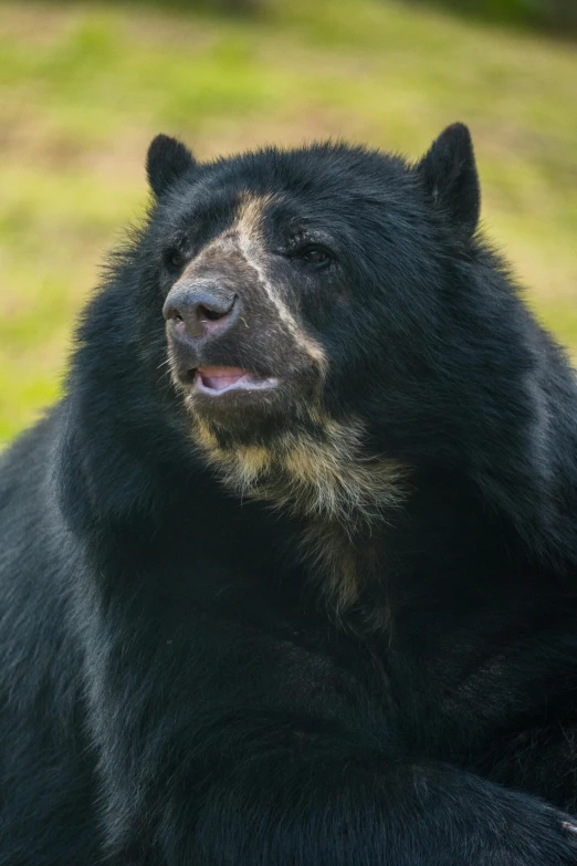 a bear showing his teeth to the camera