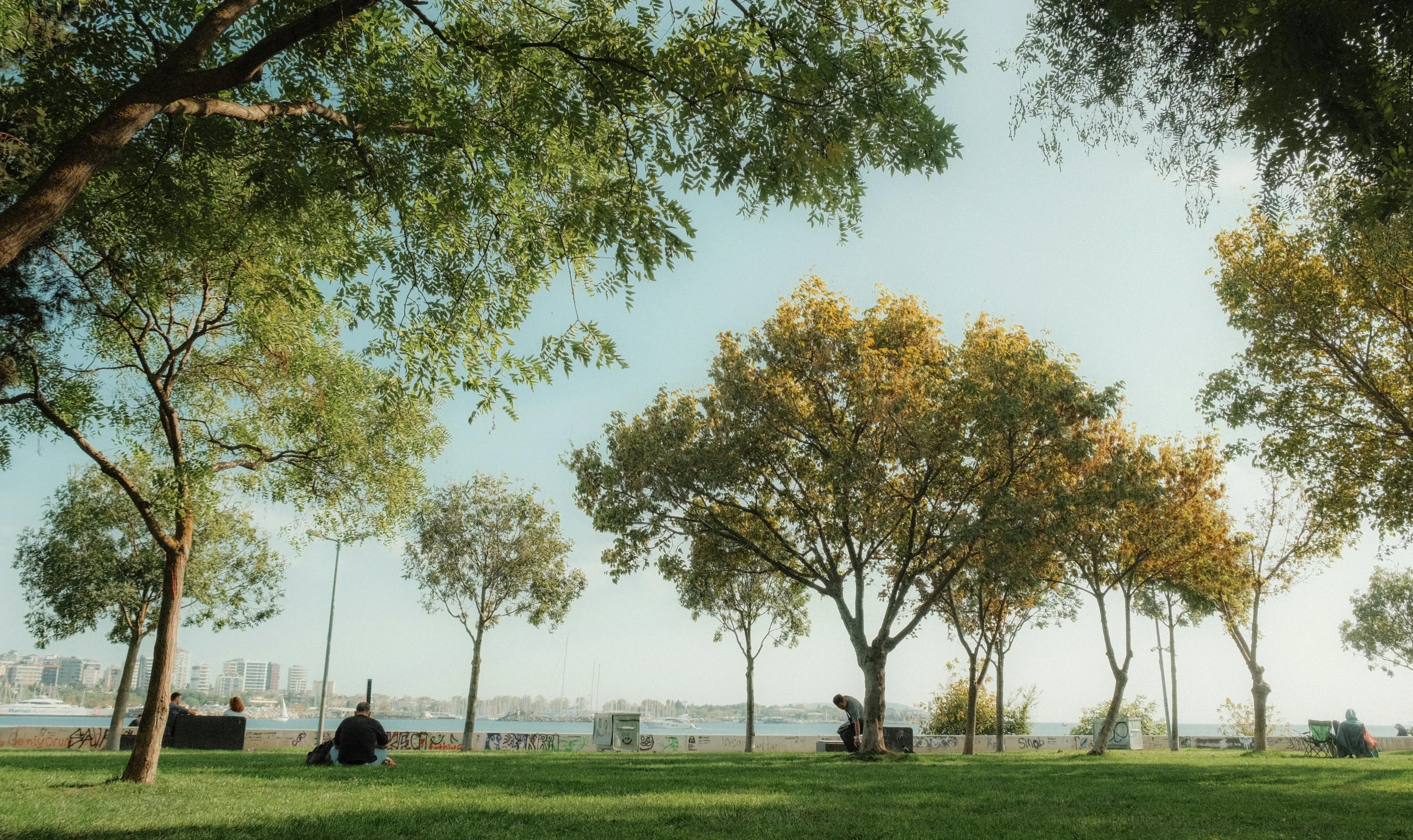 a park with some grass and trees by water