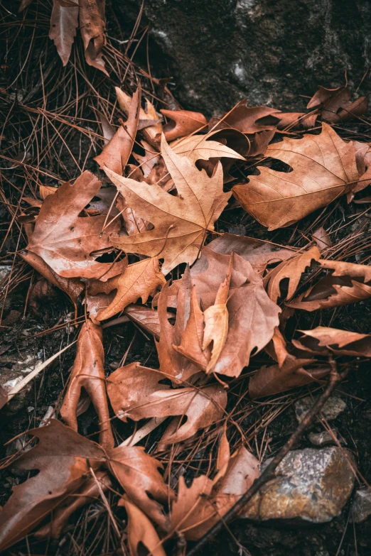 this is a very dirty area with leaves in it