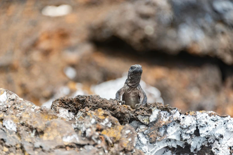 a close - up of a lizard on a rock