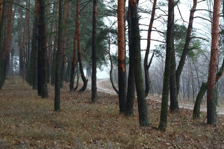 a forest is covered in some sort of thick fog