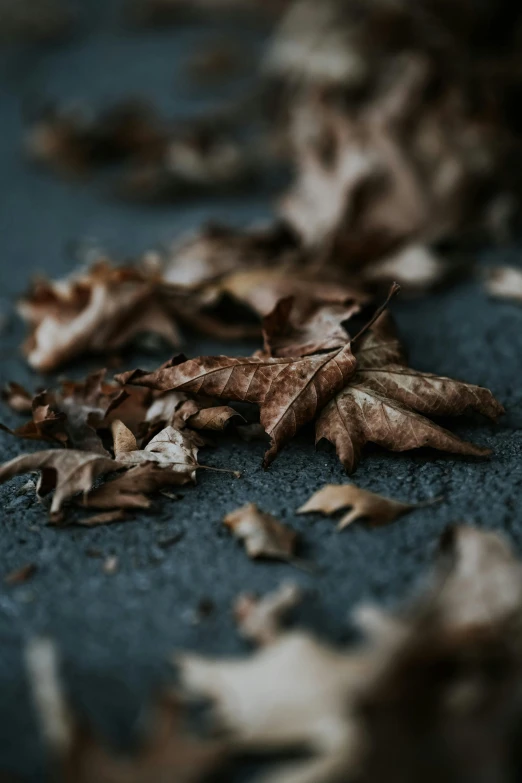 fallen maple leaves lie on the ground in this blurry po