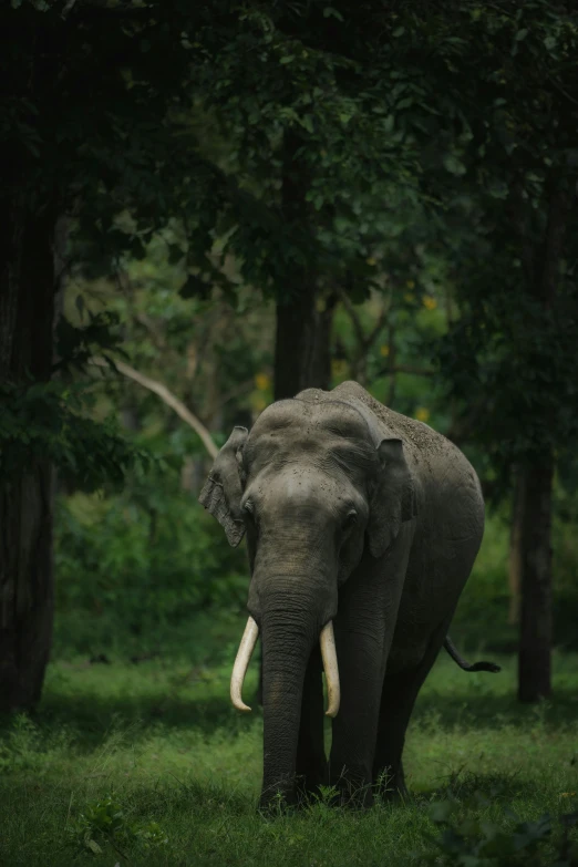 an elephant walks through a grassy area in front of a bunch of trees