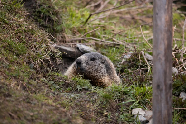 an animal with its head poking out of the grass