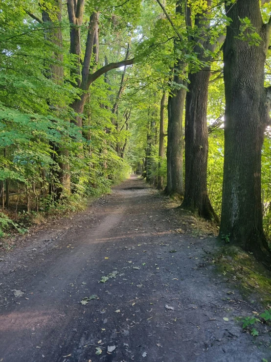 the trail in the woods is empty and has trees and grass on both sides