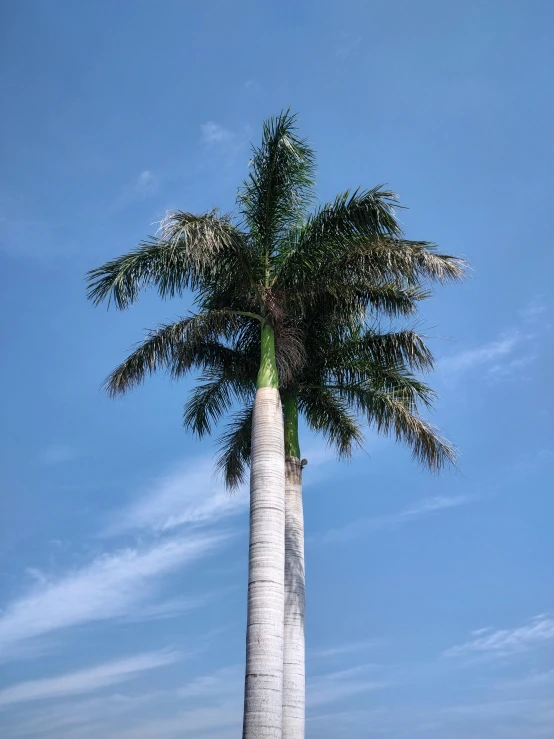 a palm tree that is standing in the street