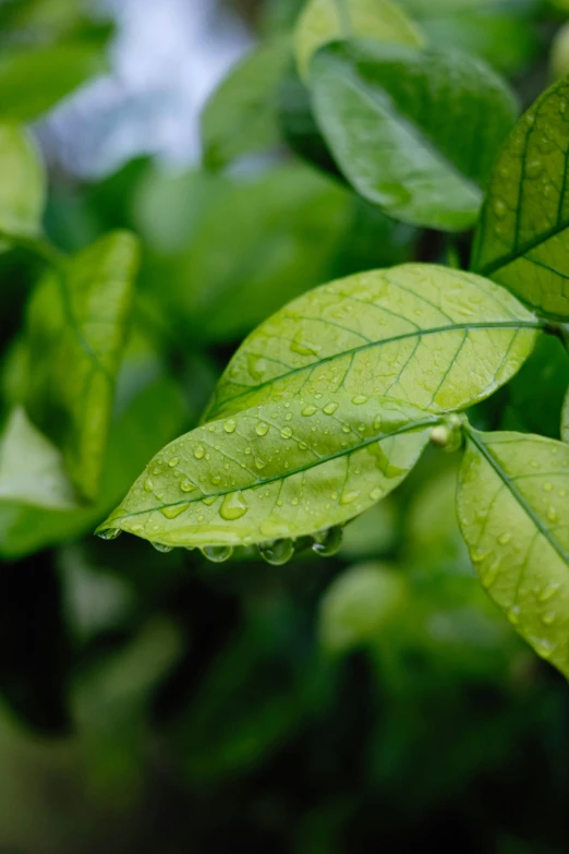 leaf with drops of water hanging from it