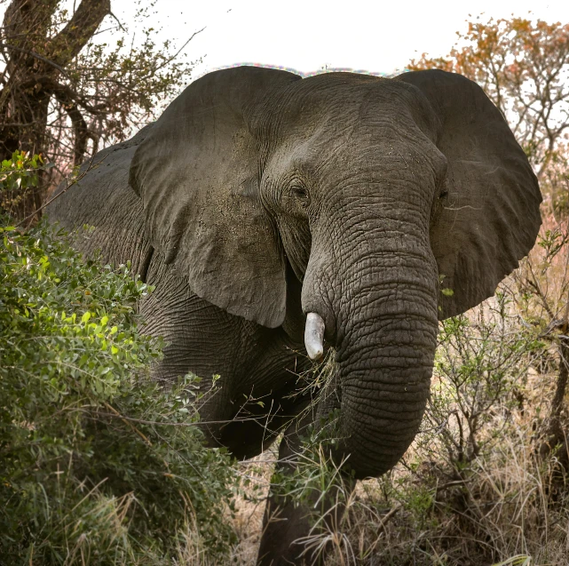 an elephant walking in the brush on the savannah