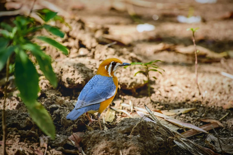 a small blue and orange bird standing on dirt