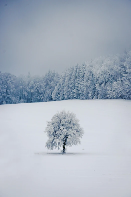 a snowy field with trees and hills in the background