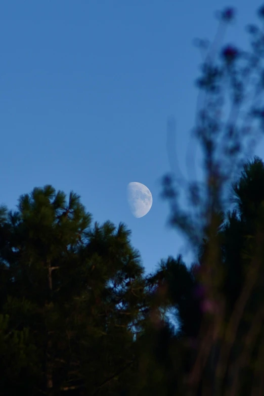 a full moon in the sky above some trees