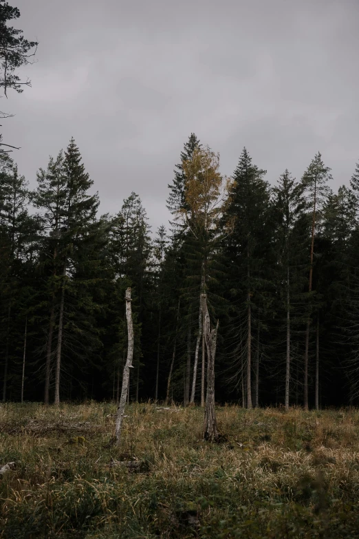 there is a large group of trees in the woods