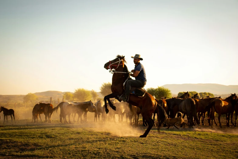 a man on a horse is rounding up several horses