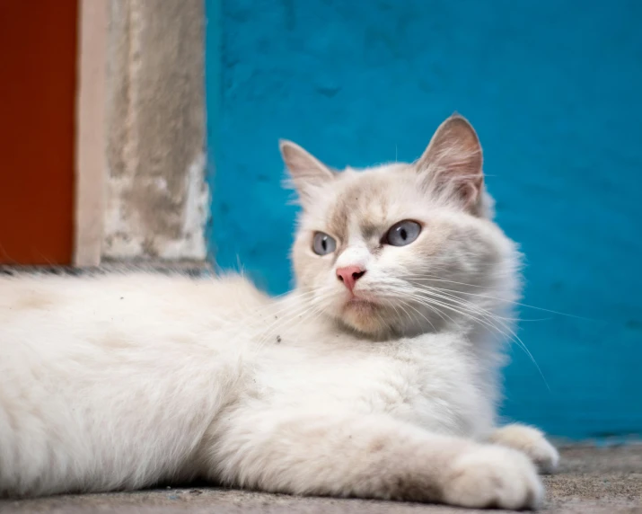 the little white cat has big eyes and is laying