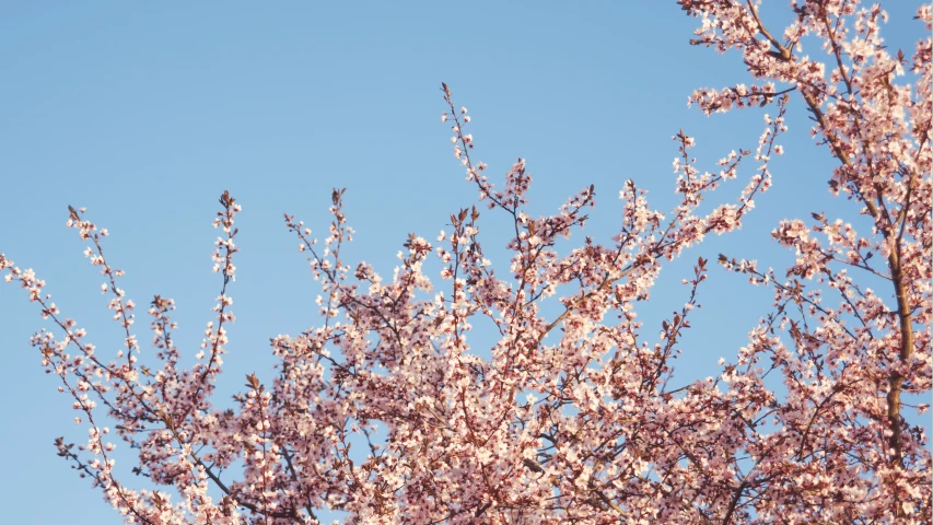 a bush with pink flowers is in the middle of a blue sky