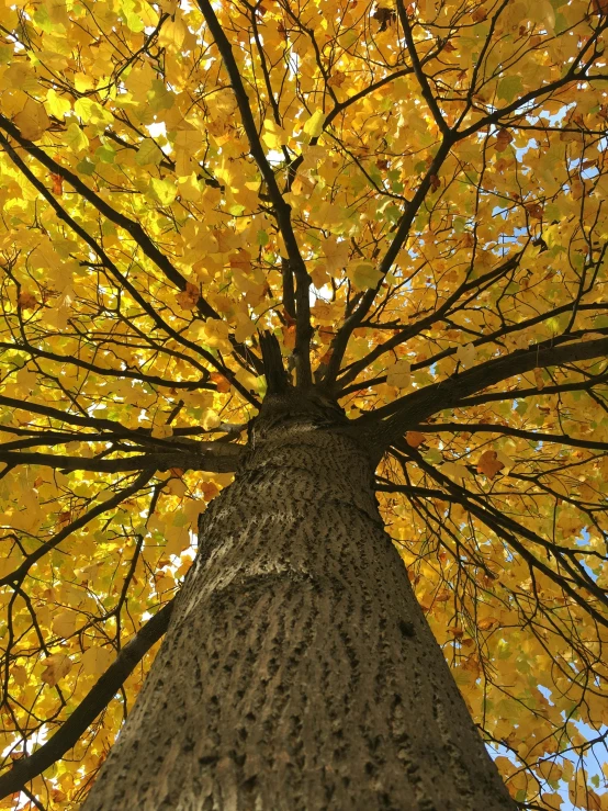 an upward view of the top of a tree with yellow leaves